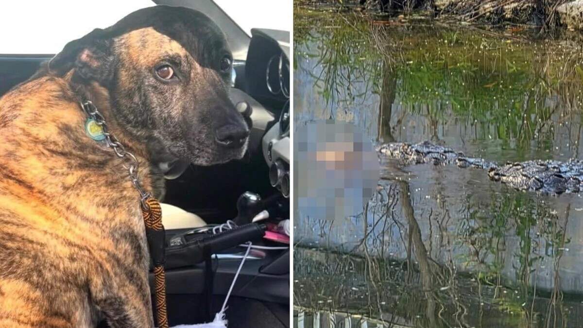 Police warn public after crocodile kills pet dog in South Miami