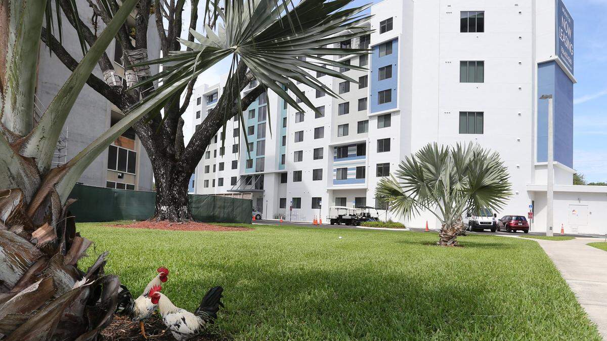Roosters are seen in the yard of the eight-story affordable housing and mixed-income community, Brisas del Este, in the Allapattah neighborhood of Three Round Towers in Miami on Wednesday, April 27, 2022. 