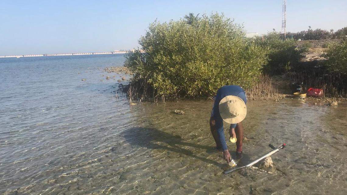 Scientists discovered two new animal species, Palaemonella jamila and Enosteoides habibi, in underwater burrows in Thuwal, a study said.