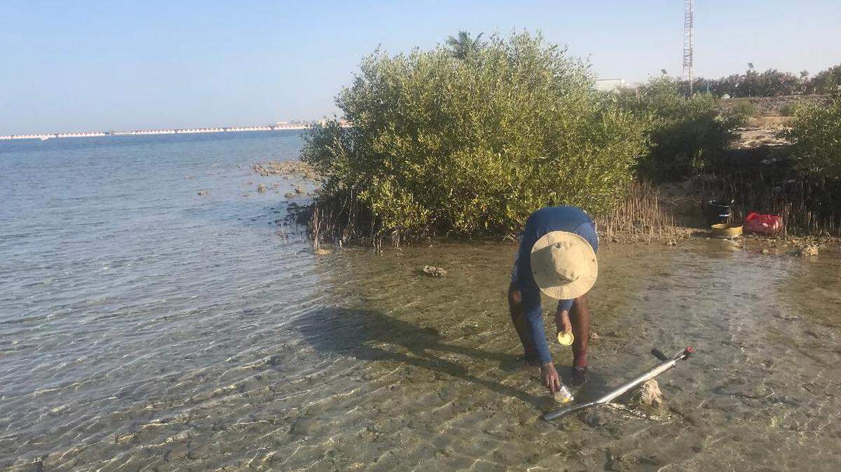 Scientists discovered two new animal species, Palaemonella jamila and Enosteoides habibi, in underwater burrows in Thuwal, a study said.