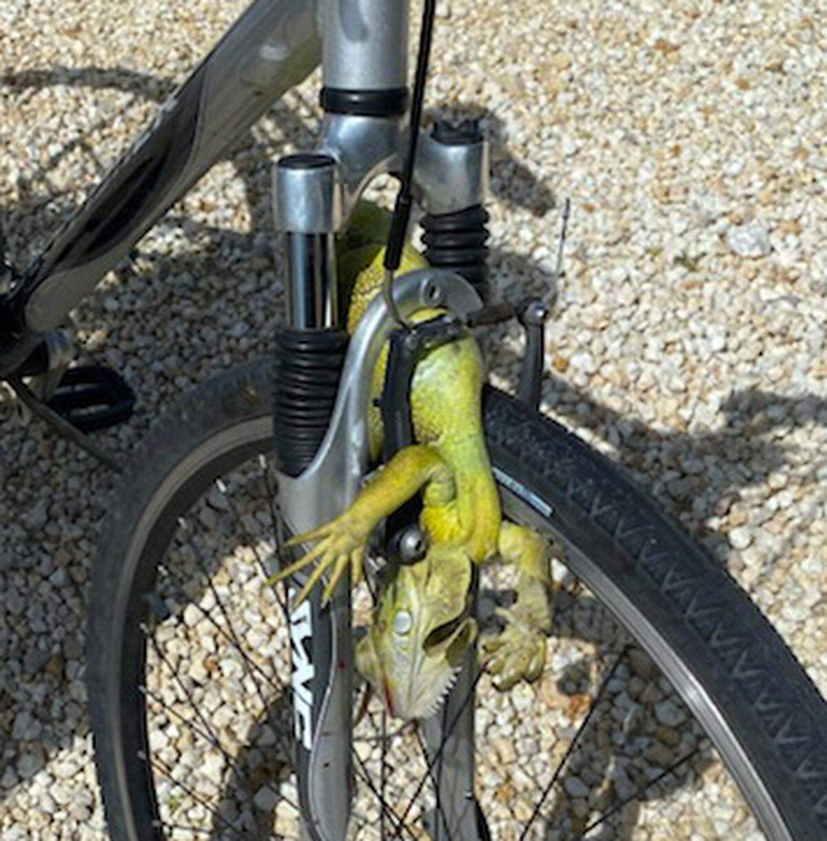 A 62-year-old Marathon man required stitches to his head Friday, July 10, 2020, after this iguana ran in front his bicycle and caused him to crash, police said.