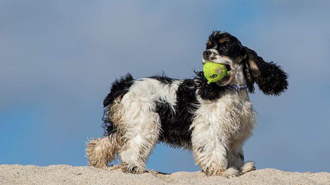 Take a look, dog owners — conditioner for fur recalled after mold developed in bottles