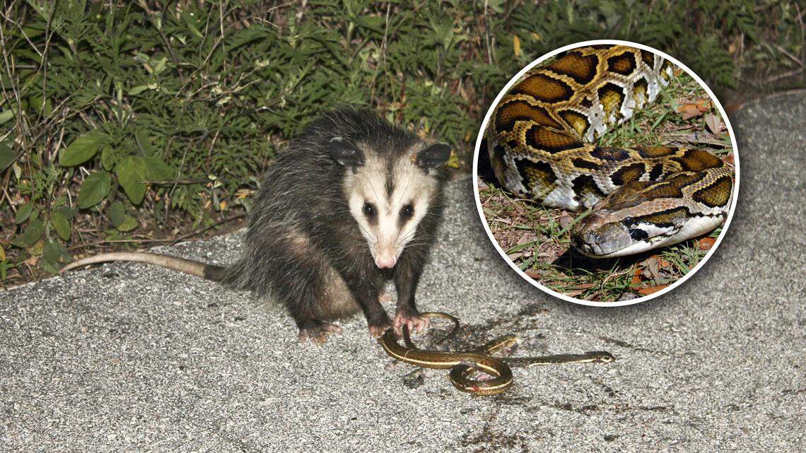 Florida's invasive Burmese python may have met its match with the opossum.