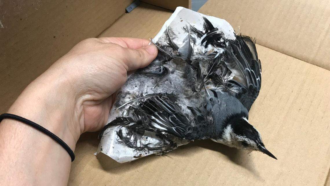 In New Jersey, a nuthatch is seen stuck in a glue tape trap meant to catch and kill invasive spotted lanternflies.