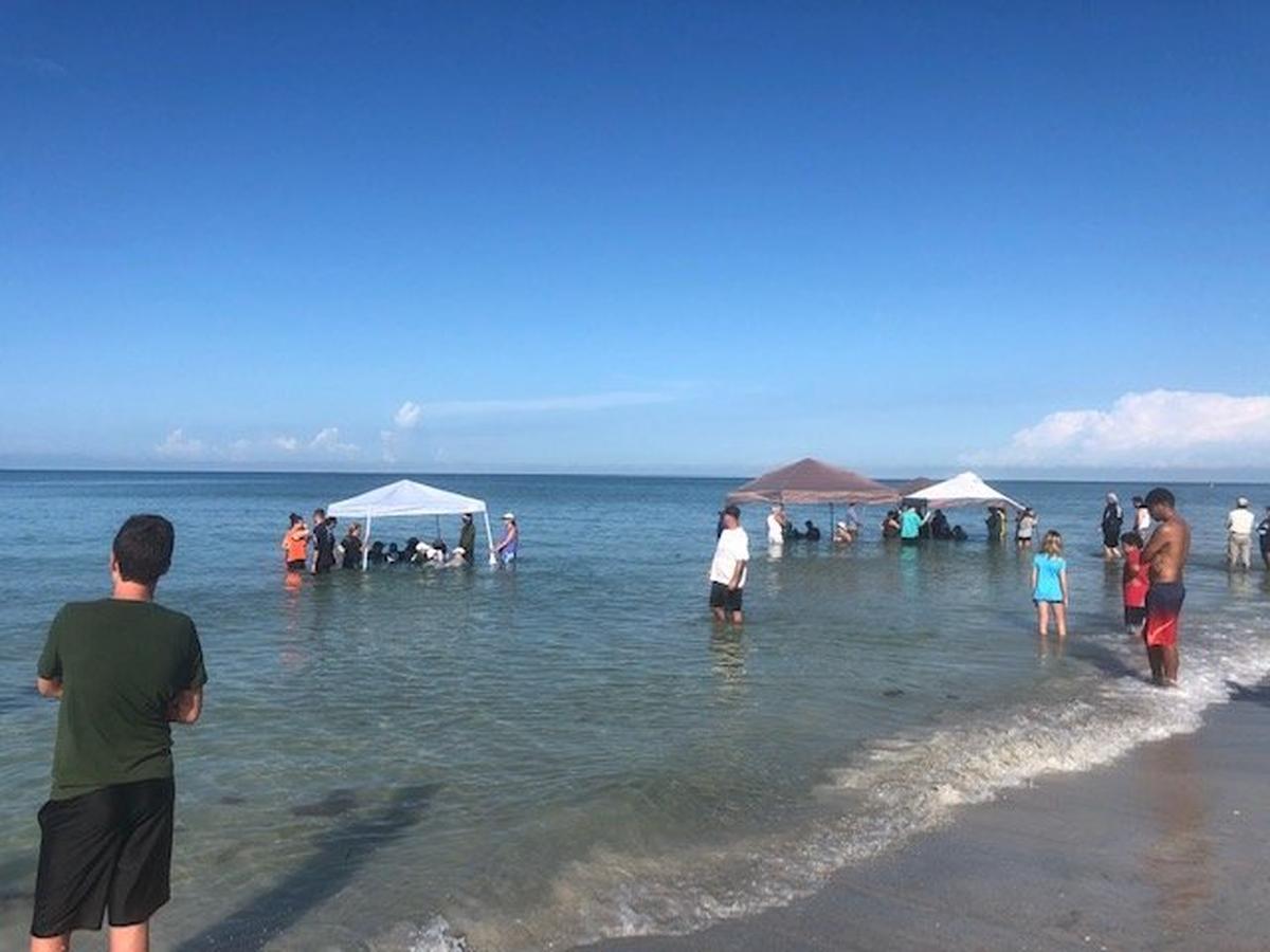 Five short-finned pilot whales beached themselves on Redington Beach Monday morning, according to a Florida Fish and Wildlife spokeswoman.