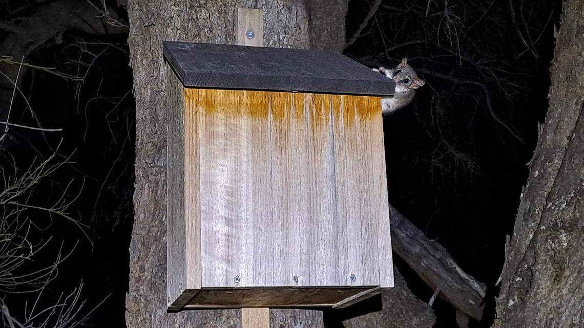A tiny marsupial is making a grand comeback in an Australia sanctuary after more than a century of absence.
