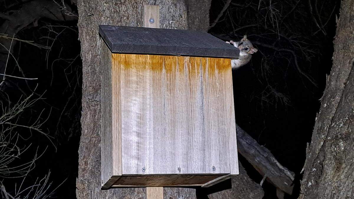 A tiny marsupial is making a grand comeback in an Australia sanctuary after more than a century of absence.