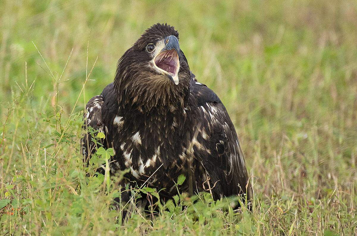 The eaglet during her rehab at Wildlife Rescue of Dade County seems to be saying, “Look at me!”