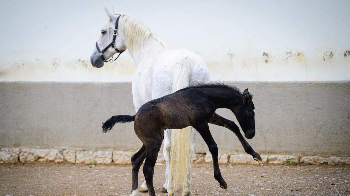 mare foal horse breed