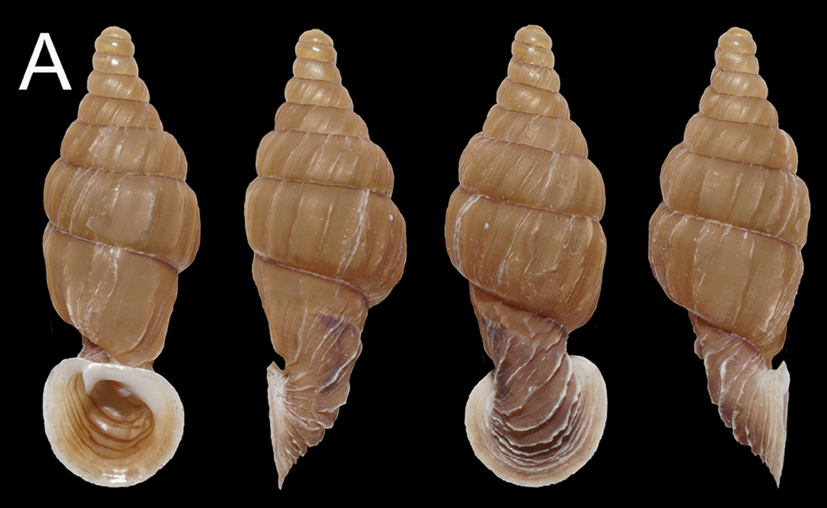 The shell is thin and fragile, researchers said, and semi-translucent.