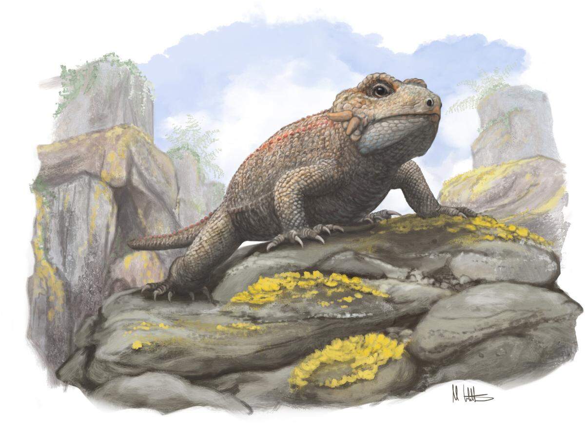 The new species likely had an armored body and spiny bones on the head, researchers said.