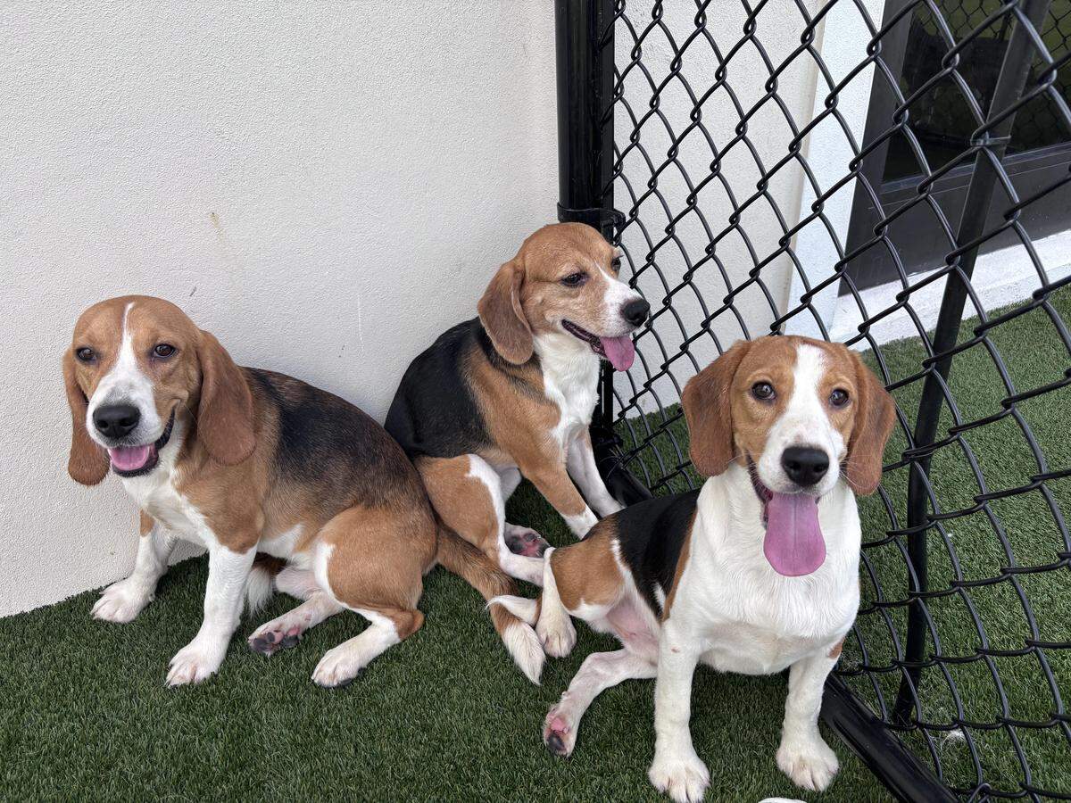 More than 300 beagles are expected to be moved to Big Dog Ranch Rescue in Palm Beach County. They are part of an agreement the organization reached with a Wisconsin firm that breeds the dogs for medical research.