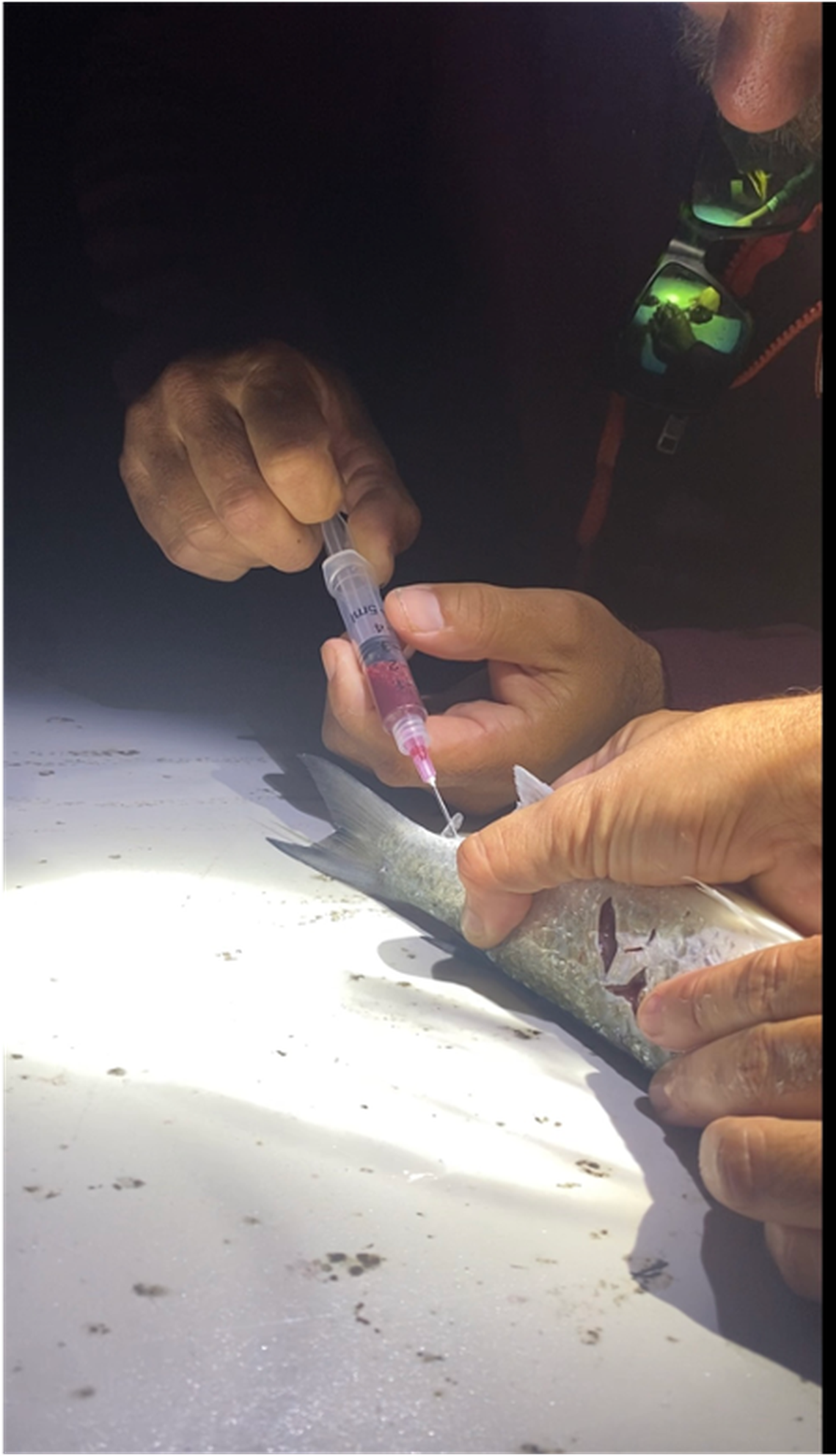 Scientists collect samples from a mullet in the Florida Keys, where a fish kill has been happening since November 2023.