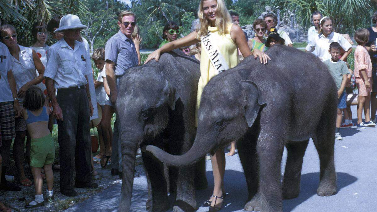 Miss Miami poses with newly arrived Crandon park Zoo elephants in 1967.