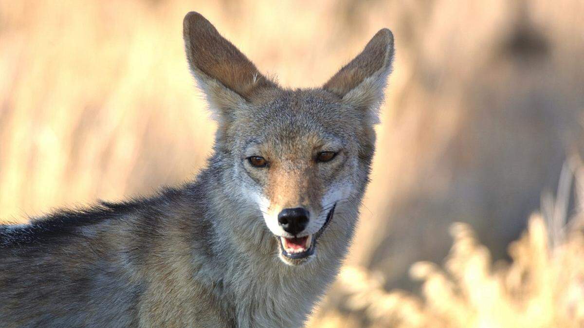 Coyote