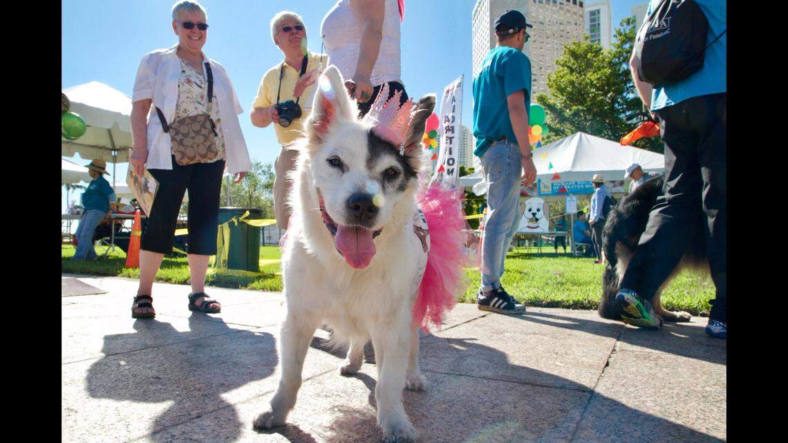 Pups like this one love to dress up and have fun at the annual Walk for the Animals hosted The Humane Society of Greater Miami.