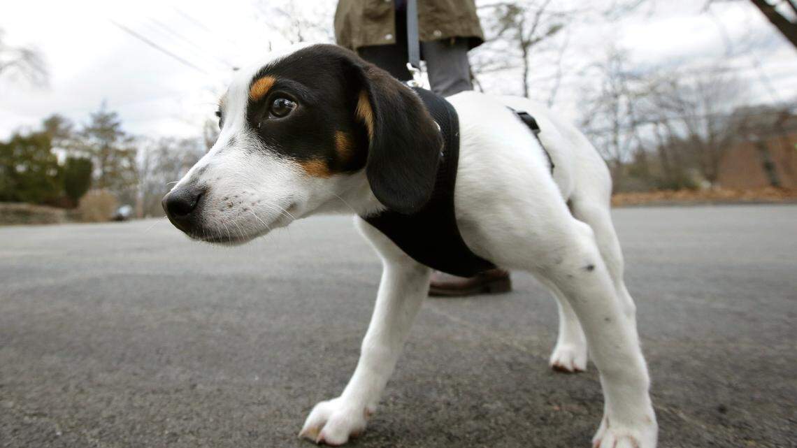 Dogs left alone after months of being home with their owners may experience separation anxiety, experts say. 