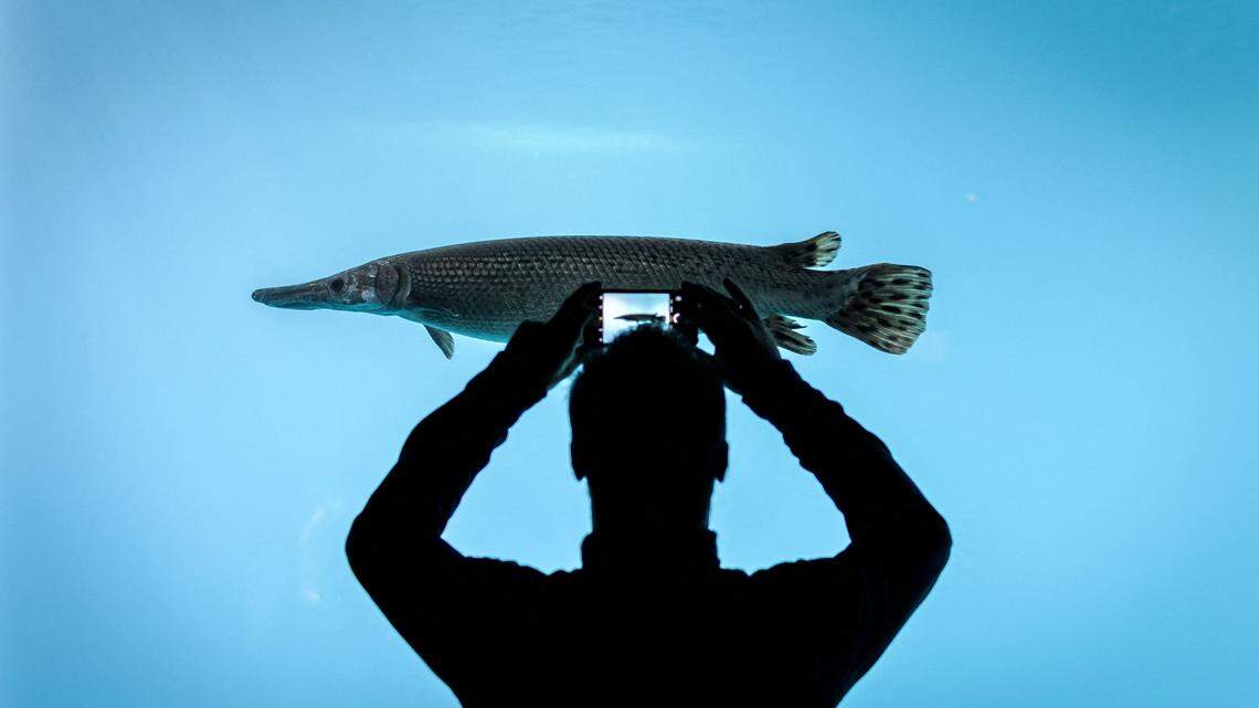 TOPSHOT - A visitor takes a picture of a fish with his mobile phone on the opening day of Aquatis, the largest fresh water aquarium-vivarium in Europe, on October 21, 2017 in Lausanne. - Aquatis opened its doors to the public offering visitors a chance to discover little-known species of fish, reptiles and amphibians from five continents. - (Photo by Fabrice COFFRINI / AFP) (Photo by FABRICE COFFRINI/AFP via Getty Images)