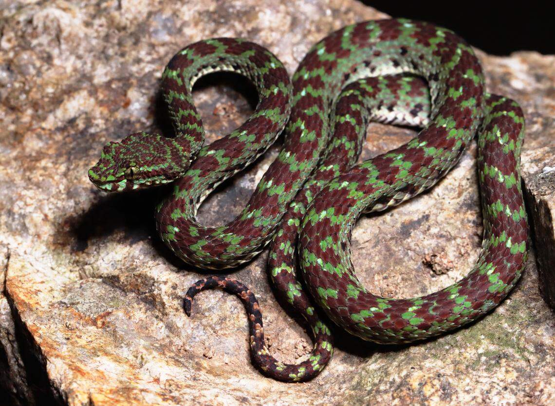 A Trimeresurus ciliaris, or limestone eyelash pitviper, perched on a rock.