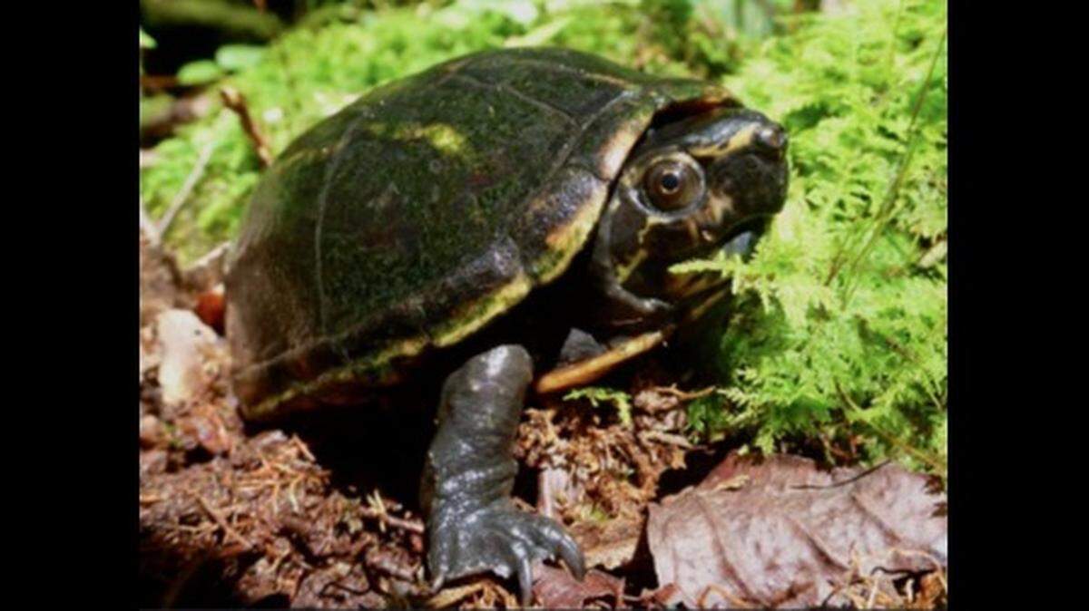 A Florida Three-Stripe Mud Turtle