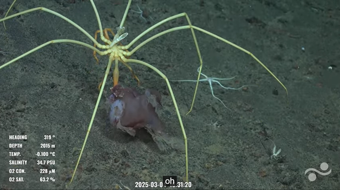 On March 4, a “baby” spider seen at a depth of 6,607 feet was seen dragging a pink ball of flesh. It might have been a squid, but no one was sure.