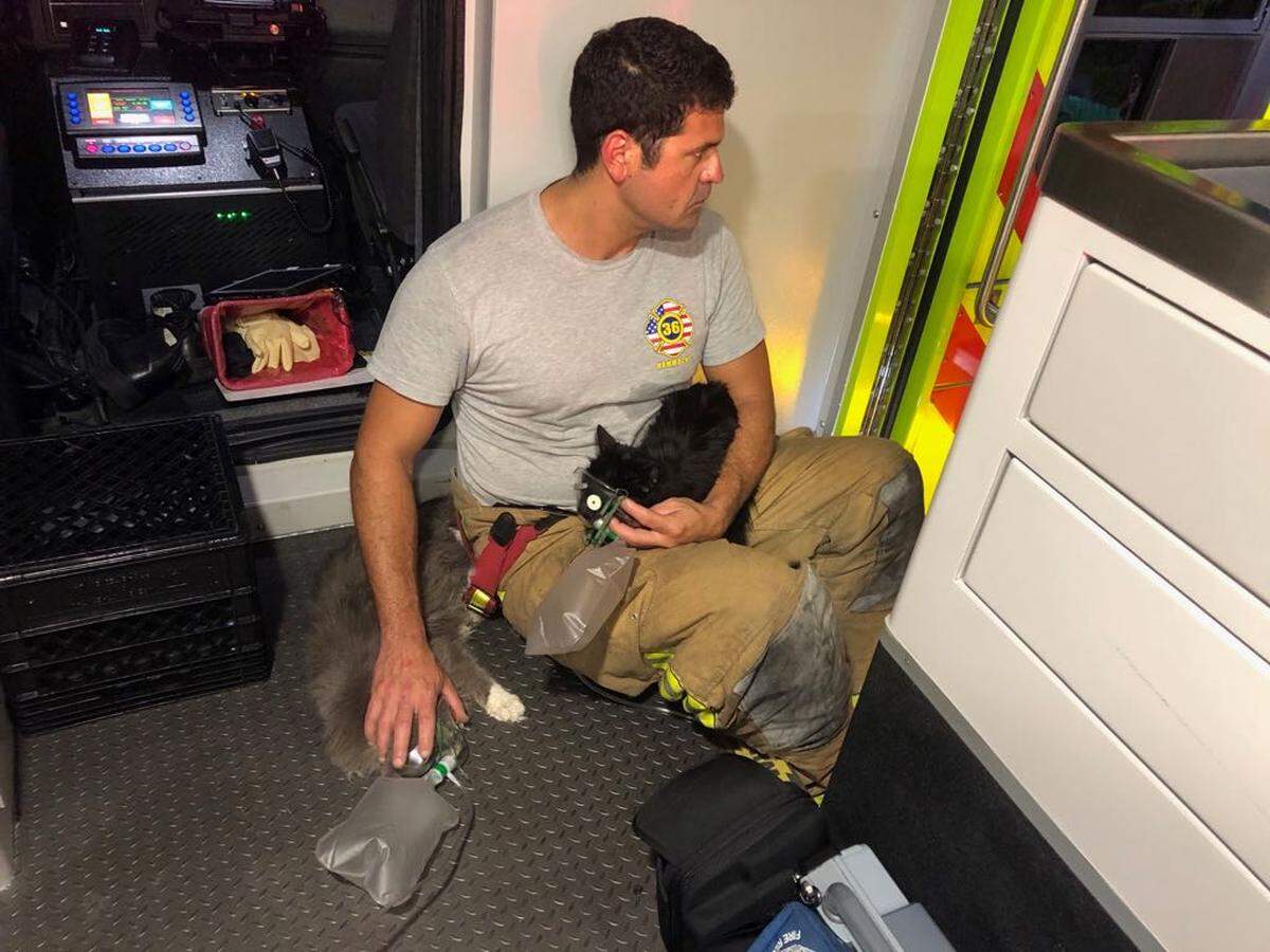 Miami-Dade Fire Rescue workers gives oxygen to two of the eight cats rescued in a Sunday night house fire.