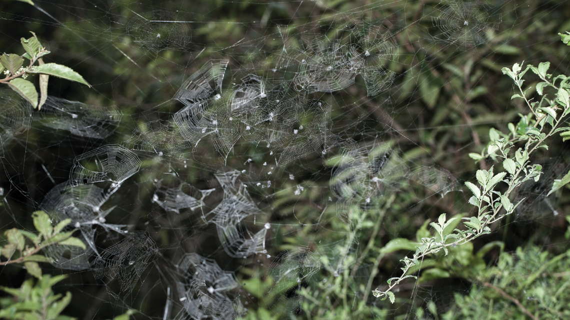 Scientists driving in the Madagascar rainforest spotted clusters of spiders and discovered a new species with “unique” behavior, study says.