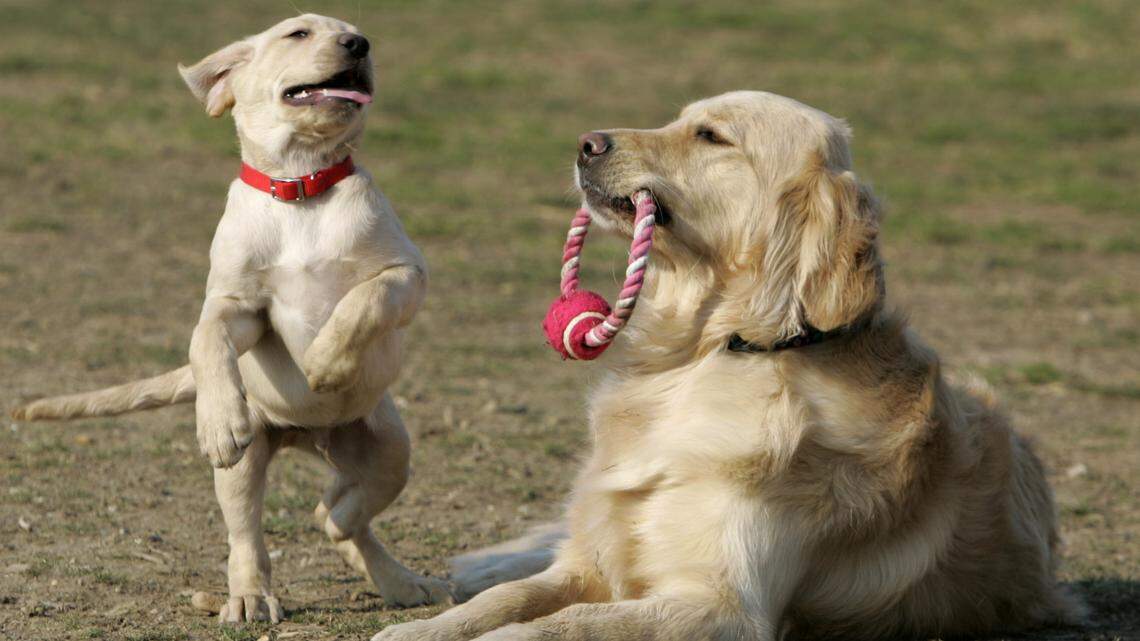 Dog owners anywhere in the country can enroll in the Dog Aging Project. (AP Photo/Chris Gardner)