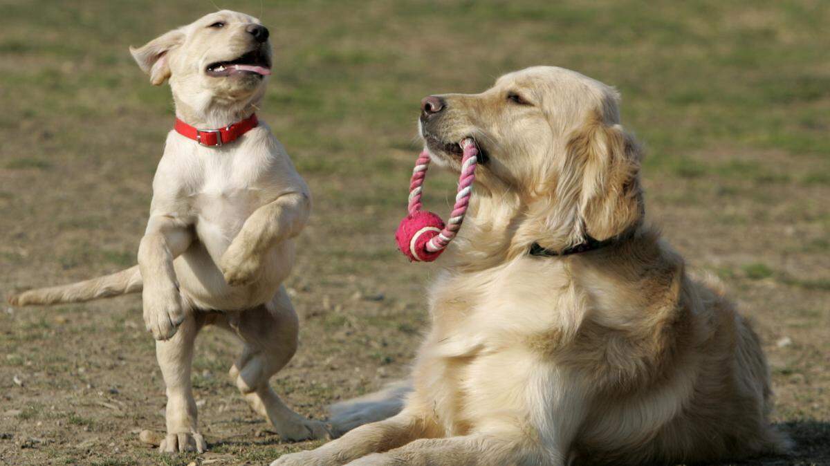 Dog owners anywhere in the country can enroll in the Dog Aging Project. (AP Photo/Chris Gardner)