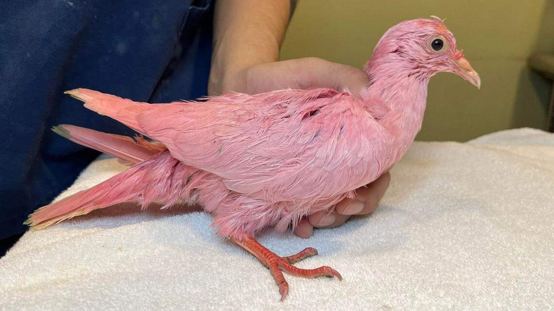A wildlife group says a domestic pink pigeon found and rescued at Madison Square Park in New York City was deliberately dyed the color.