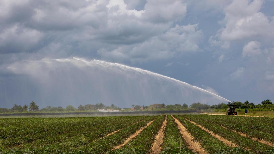 Immigrants are disproportionately represented in many key industries, including tourism, agriculture and healthcare. File photo in Homestead on May 31, 2023, as a worker sprays crops with water.