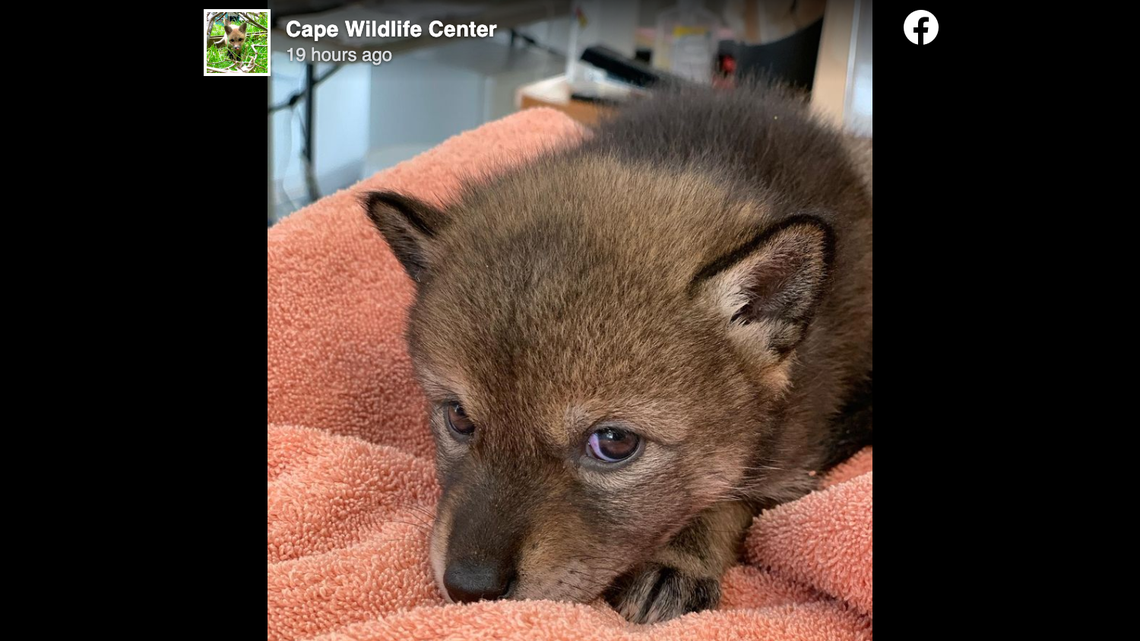 A Massachusetts family thought they rescued a lost puppy and brought it home but it was a coyote, according to Cape Wildlife Center.
