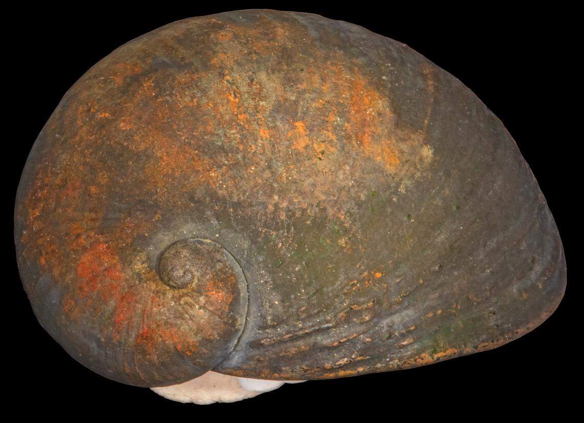 P. gargantua has a small sworl and is covered with reddish material on the outer shell, researchers said.