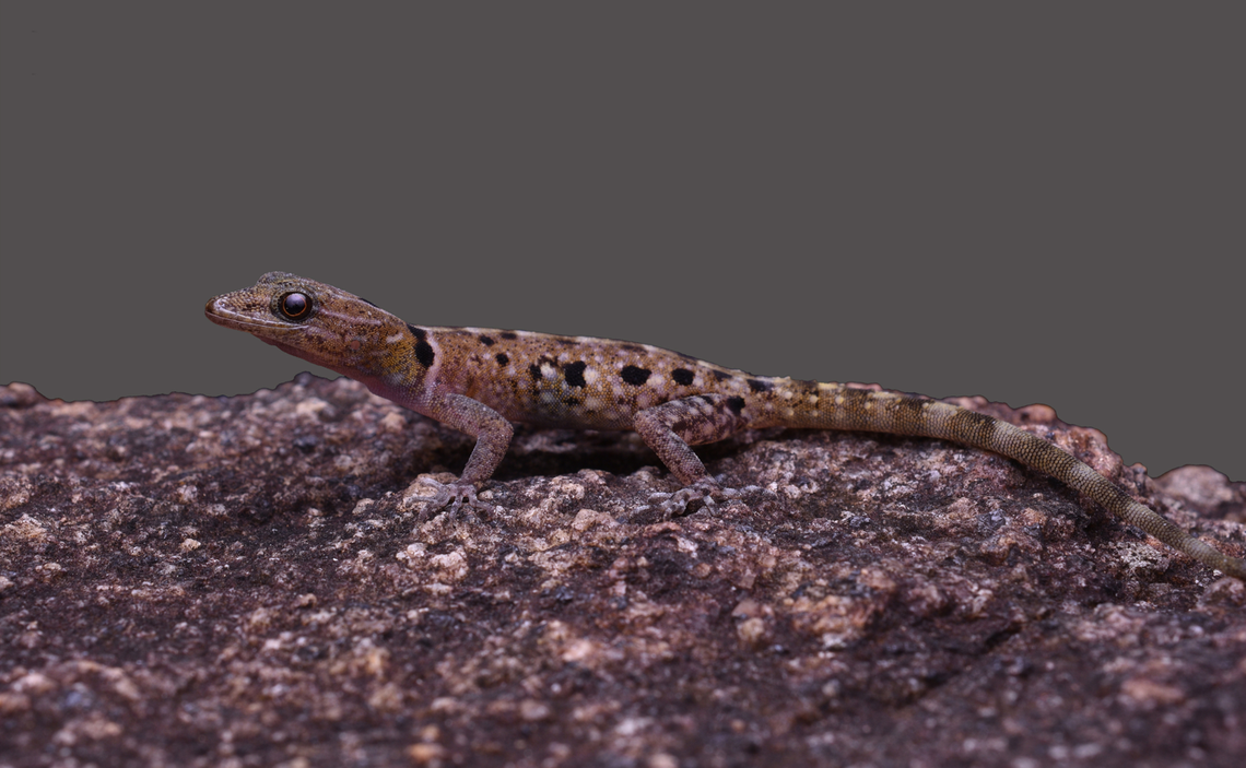 A female Cnemaspis sundara, or sundar dwarf gecko, perched on a rock.