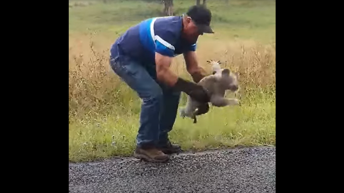 Screen grab of a TikTok video that shows an Australian man try to rescue a fussy koala bear from the side of a Southern Queensland road.