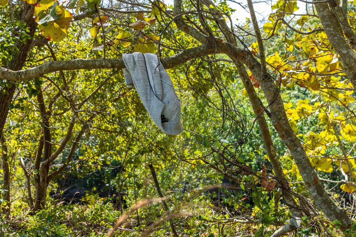 A piece of clothing hangs from a tree in the R. Hardy Matheson Preserve trail in Coral Gables, east of Old Cutler Road near the Snapper Creek Canal.