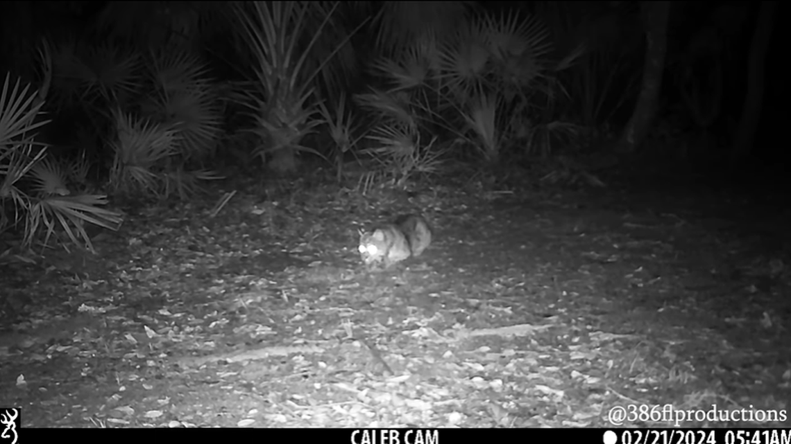 A bobcat hunkered down on the ground and waited for the perfect opportunity to attack as a deer approached, a trail camera video in Florida shows.