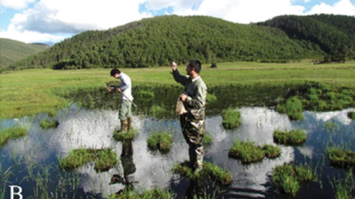Scientists scooped several red animals from a mountain pond in a Yunnan national park and discovered a new species, the study said.