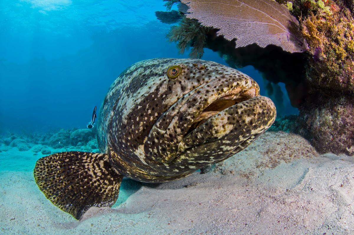 Learn about Goliath Groupers at the Frost Science Museum.