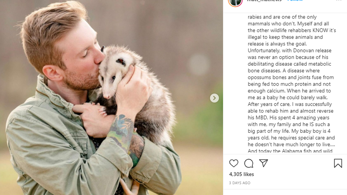 Social media star Matt Mathews is pleading for the return of his sick pet opossum after Alabama wildlife officials took it. MATT MATHEWS INSTAGRAM SCREENGRAB