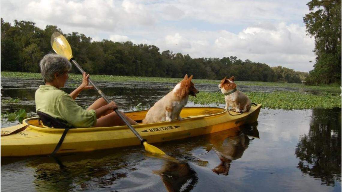 Linda Roberts paddles a stretch of the lower Wekiva River near State Road 46 in Sanford with dogs Dixie and Lucky.