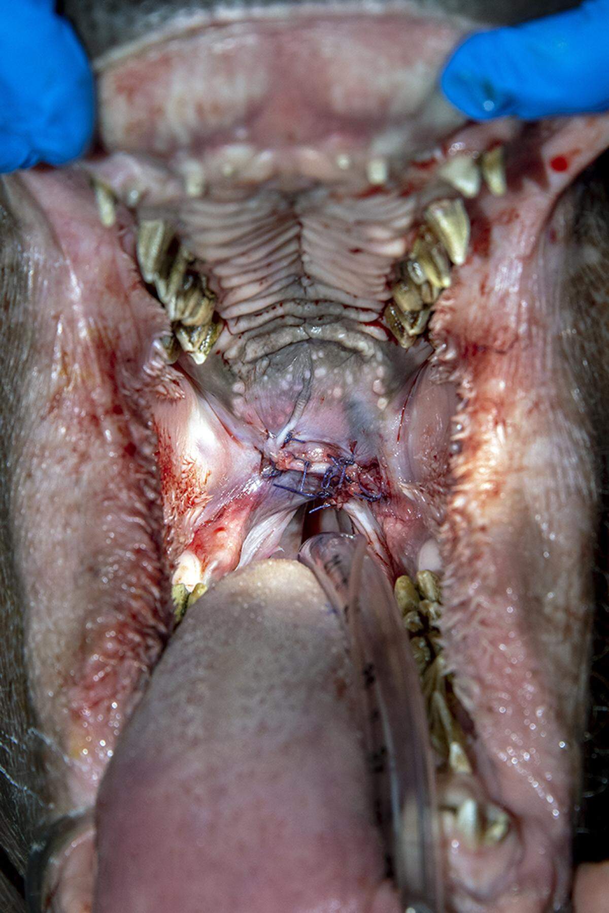 Aubergine, a pygmy hippopotamus, underwent surgery in May to fix a cleft palate.