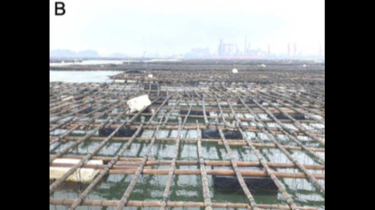A new species was found on commercial scallop farms in southern China, researchers said.