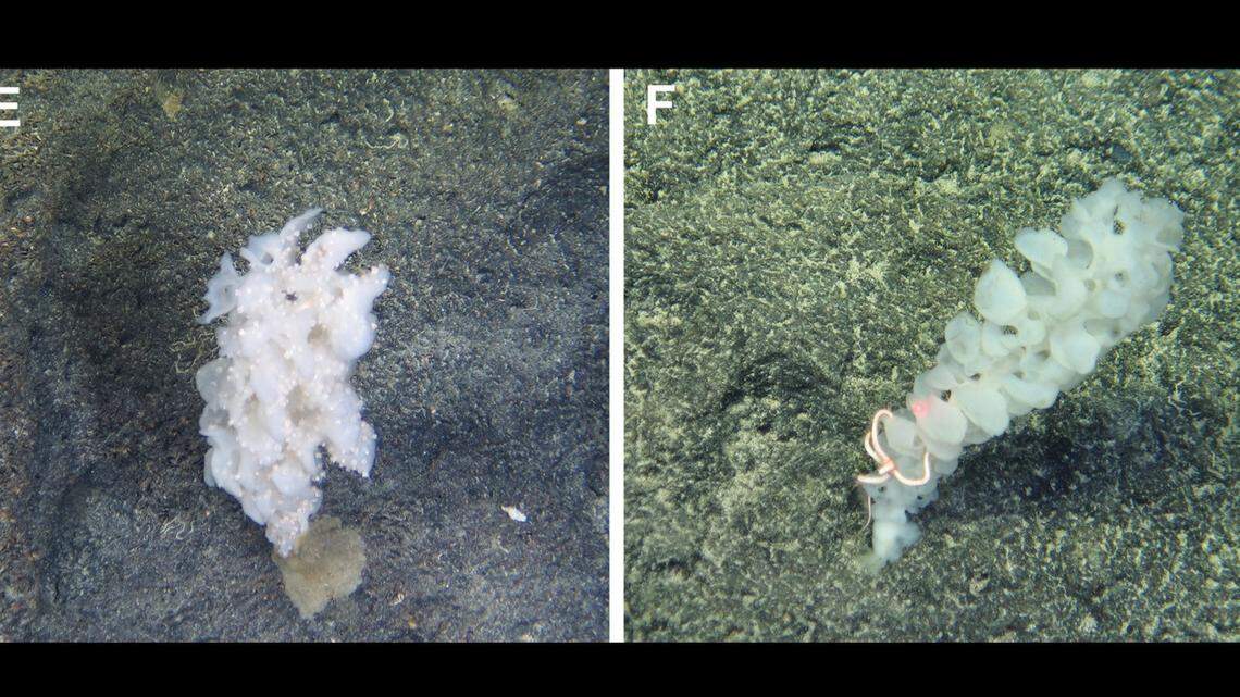 Inside deep-sea coral in the Pacific, an iridescent creature waits in ambush.