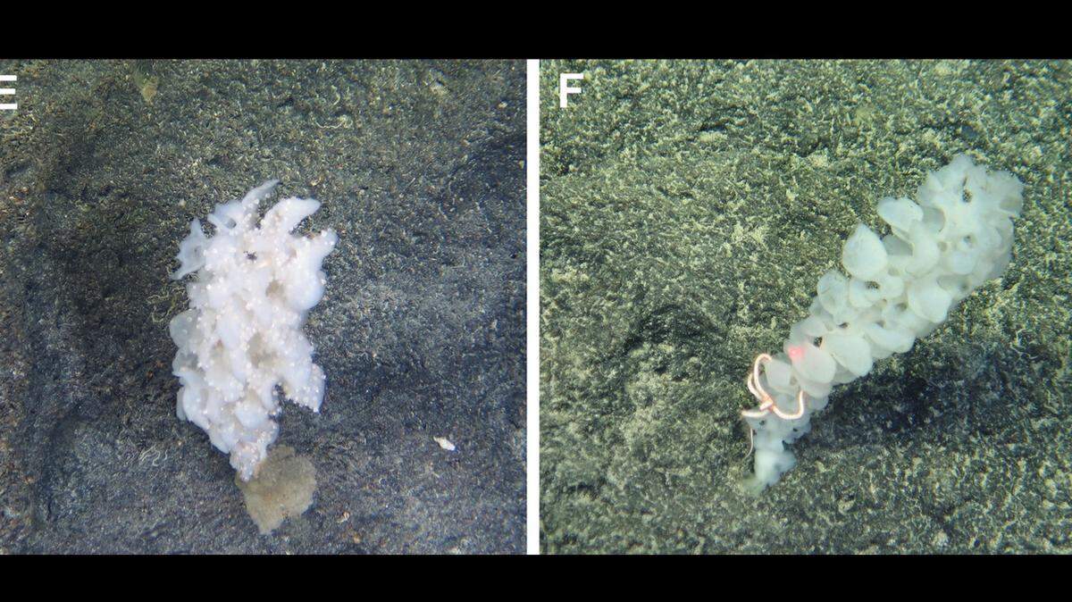 Inside deep-sea coral in the Pacific, an iridescent creature waits in ambush.