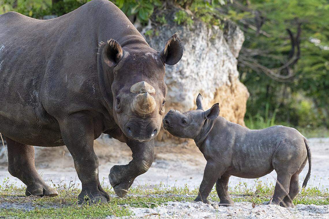 Baby bonds with his Mom, Circe, an endangered black rhinoceros, at Zoo Miami. The calf was born Feb. 24, 2021.