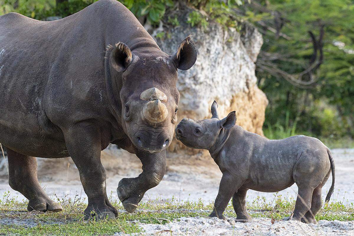 Baby bonds with his Mom, Circe, an endangered black rhinoceros, at Zoo Miami. The calf was born Feb. 24, 2021.
