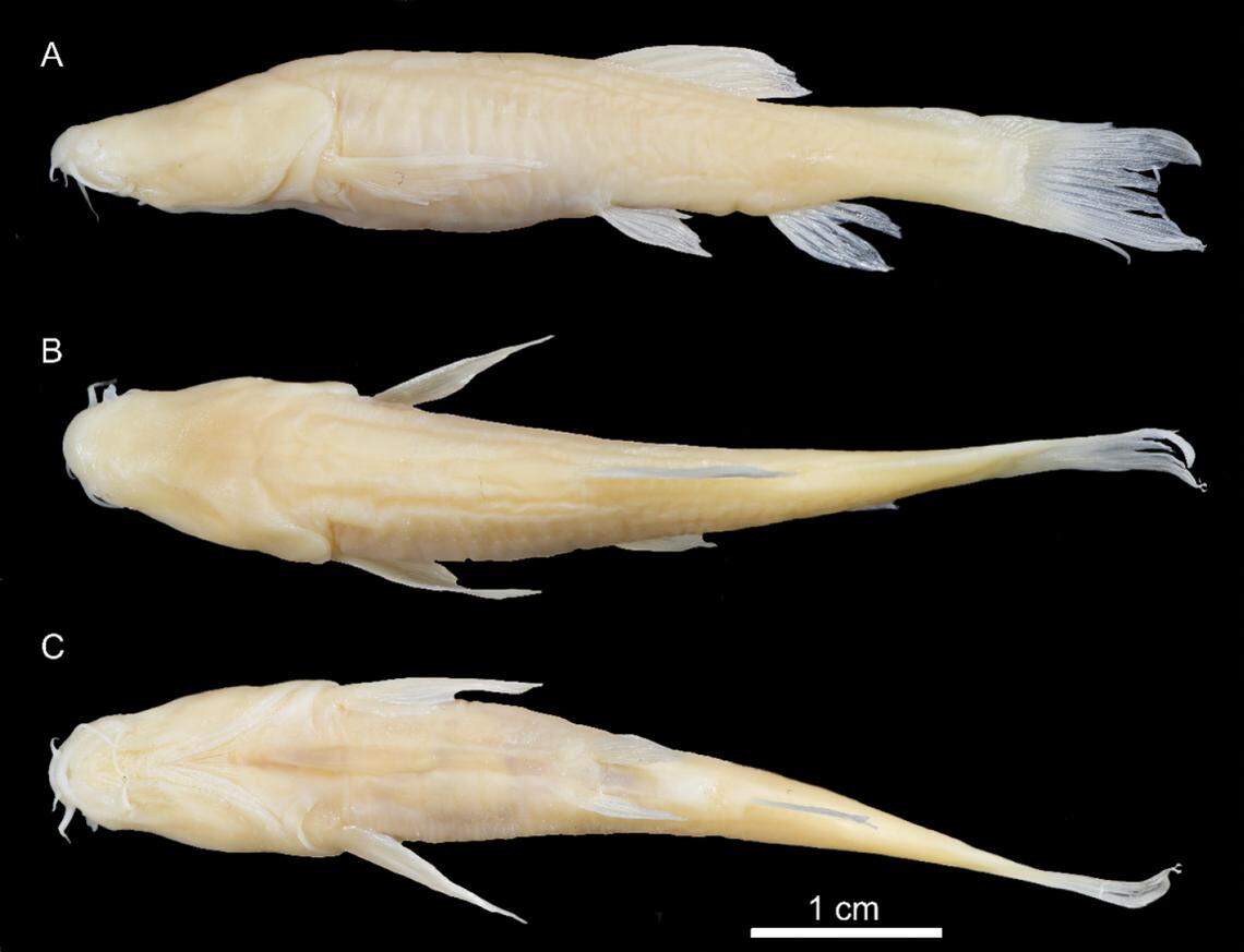 The new species has no eyes, a translucent abdomen and a yellowish color, researchers said.