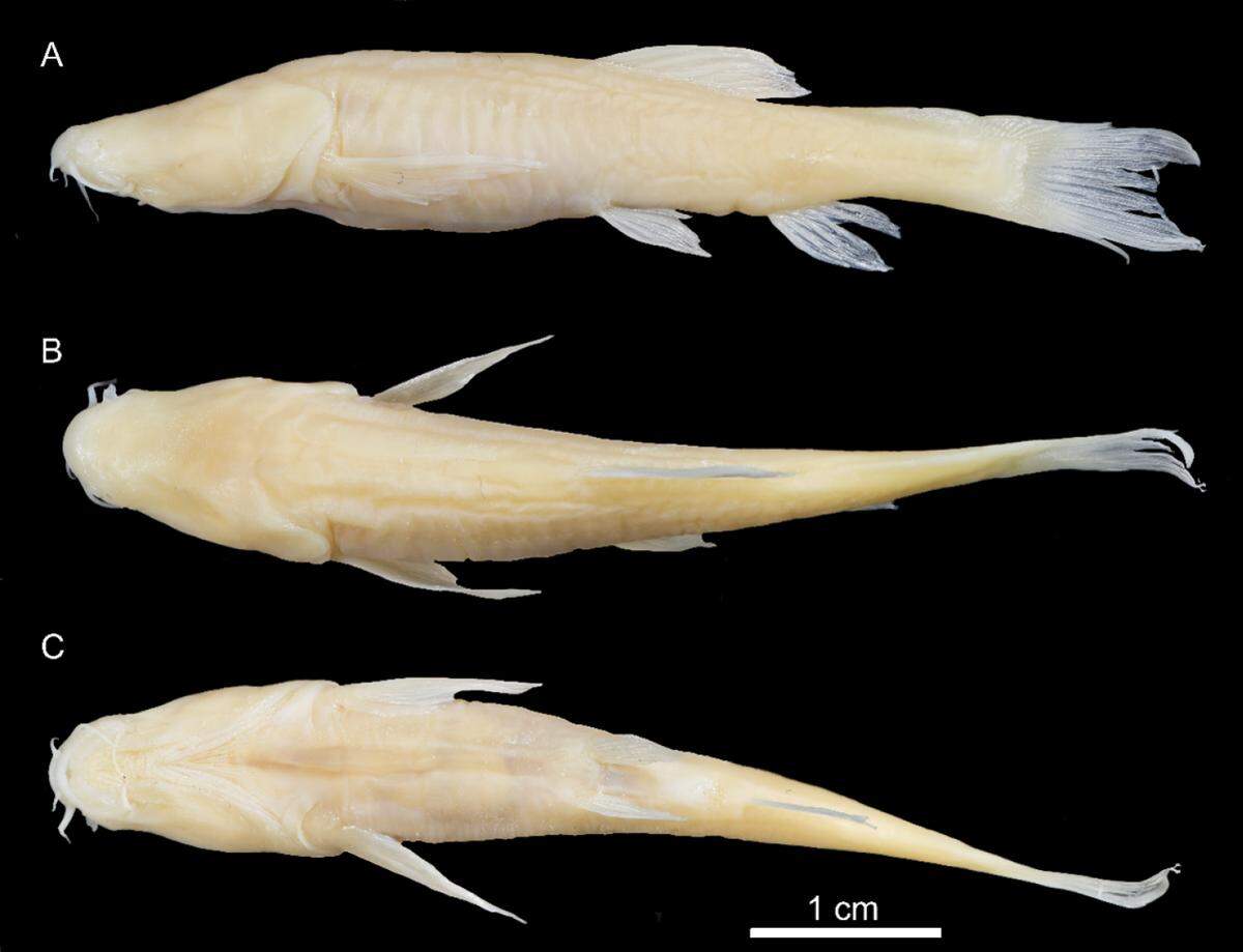 The new species has no eyes, a translucent abdomen and a yellowish color, researchers said.