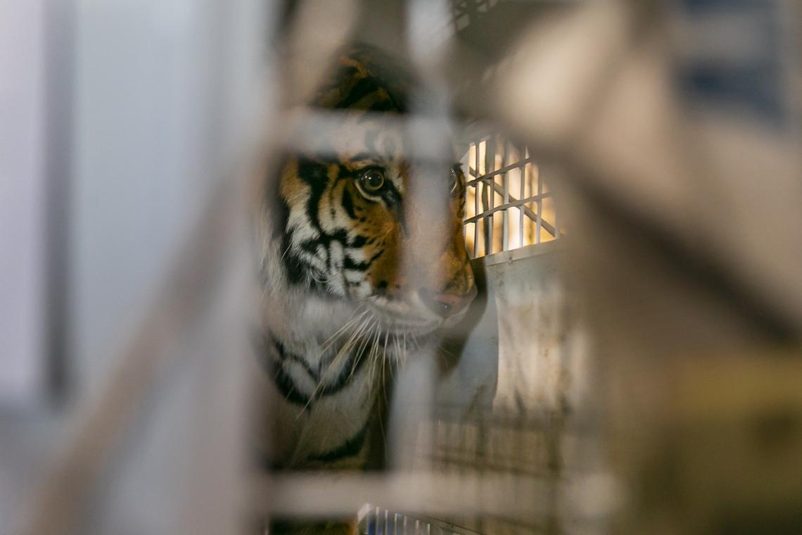 Simba, a Bengal tiger, paces in his cage as Avianca cargo employees work to load him into a van at Miami International Airport on Monday, Nov. 25, 2019. Simba, Max and Kimba, who were rescued from a circus in Guatemala by Animal Defenders International, are being sent to an animal sanctuary, Big Cat Rescue, in Tampa.